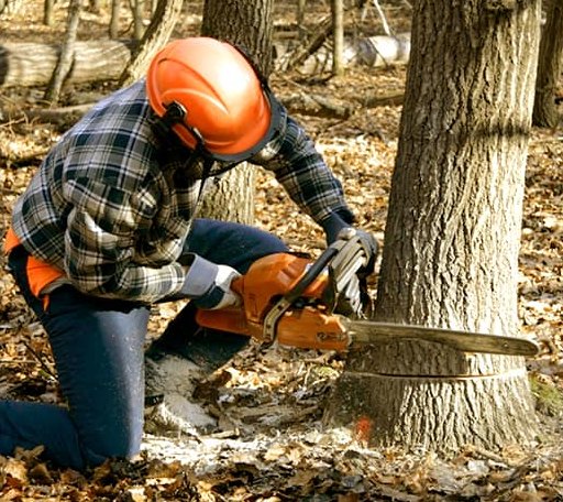 Tree Removal in Sidney, AR
